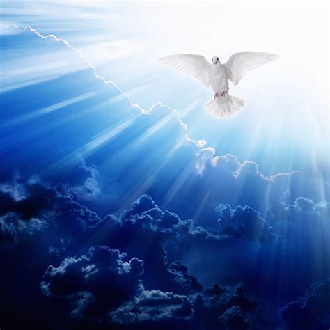 5300 Doves Heaven Stock Photos Pictures And Royalty Free Images Istock