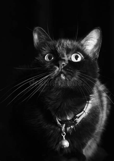 Black Cat Stock Image Image Of Black Attention Face 37710607
