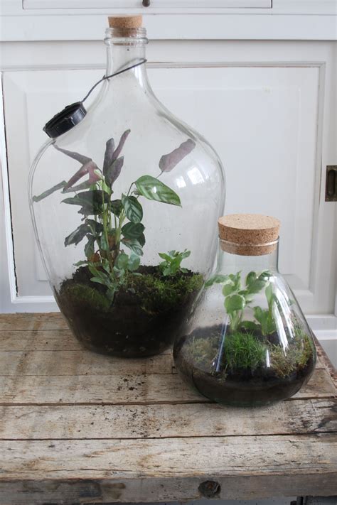 Terraria star in a bottle. Bottle terrarium. www.hetgroenlab.nl | Terrarium diy ...