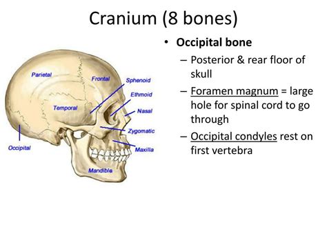 Ppt The Skull And Axial Skeleton Powerpoint Presentation Free Download Id2065371