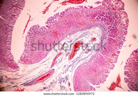 Tissue Stomach Under Microscopic Physiology Stomach Stock Photo
