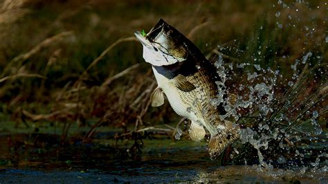 Bass Fishing Wallpapers Backgrounds 66 Background Pictures