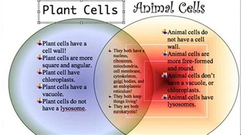 Maybe you would like to learn more about one of these? Plant Vs Animal Cell Venn Diagram | Animal cell, Venn ...