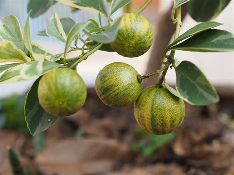 Variegated Calamondin Calamansi Semi Dwarf Tree Four Winds Growers