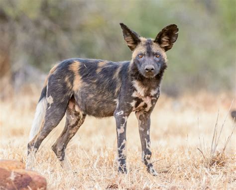 African Wild Dog Lycaon Pictus · Inaturalist