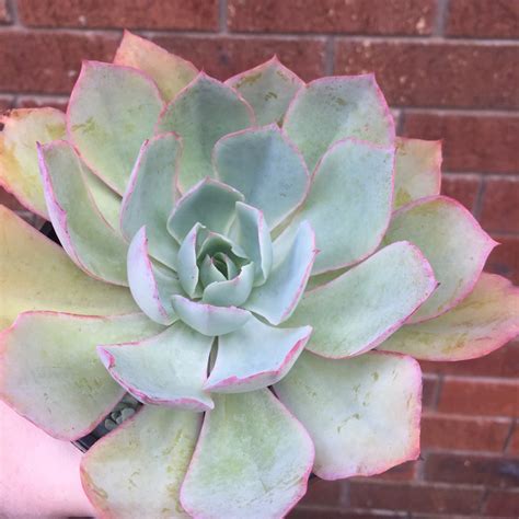 Echeveria Powder Blue Echeveria Powder Blue In Gardentags Plant