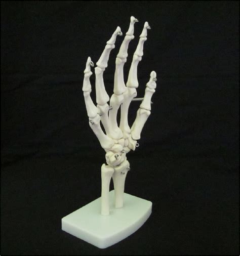 Please try again later or contact us if the problem persists. LIFE SIZE HUMAN SKELETON HAND JOINT ANATOMICAL ANATOMY ...