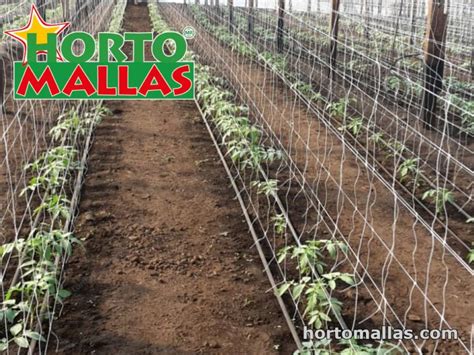 Hortomallas Trellis For Tomatoes As A Way To Support Your Crop