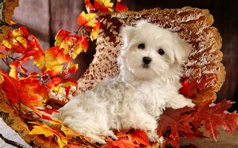 Thanksgiving Puppy Wallpapers Wallpaper Cave