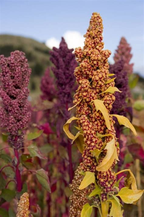 Types Of Quinoa Plants Food Gardening Network