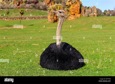 An Adult Ostrich Struthio Camelus On A Background Of Green Grass It