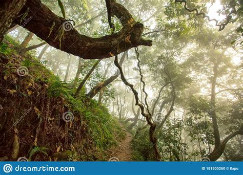 Fabulous Jungle In The Fog Stock Photo Image Of Path 181805260