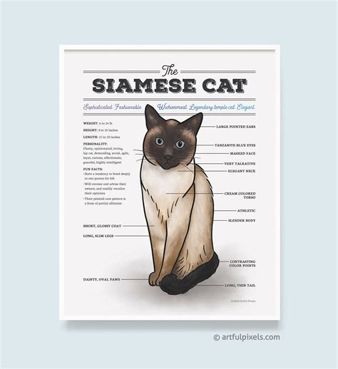 Siamese Cat Art Print Cat Breed Chart Ts For Cat Lovers Etsy In