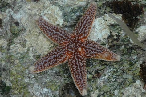 Common Sea Star North Atlantic Echinoderms · Inaturalist