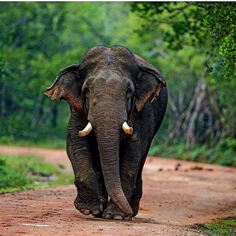 Botak Di Sri Lanka Gajah Ikonik Yang Menghuni Alam Liar