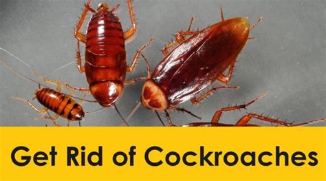 13 Effective Ways To Get Rid Of Cockroaches Quickly And Naturally Zenithbuzz