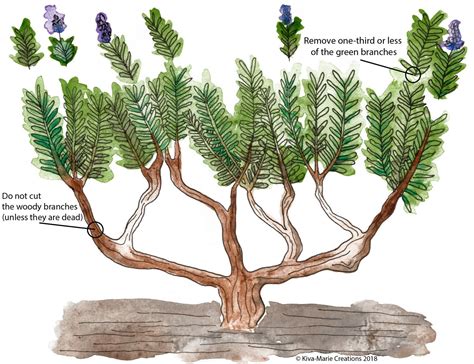 The states that are most known for cacti are arizona, california, and texas. How to Prune Lavender | Lavender pruning, Cactus plants ...