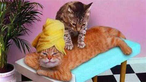 create meme cat good morning cat massage therapist massage cats pictures meme