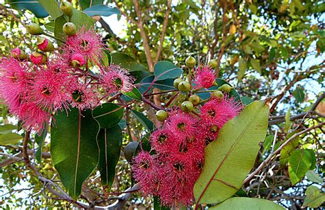 Perth Daily Photo Red Flowering Gum Tree