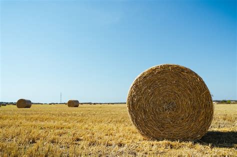 Hermoso paisaje de verano Campo agrícola Paquetes redondos de hierba