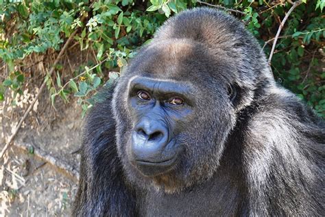 Ver más ideas sobre tatuaje de gorilla, gorilas, animales. Zomrela najstaršia gorila žijúca v zajatí - Svet SME