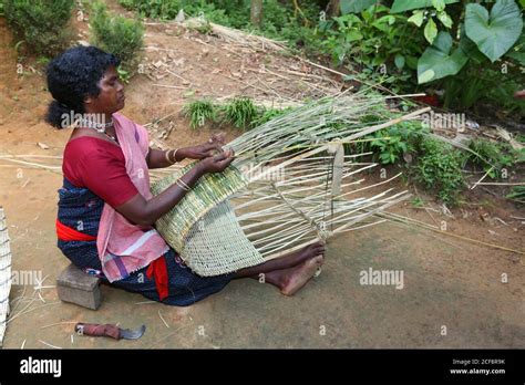Paniyan Tribe Tribal Woman Making Bamboo Fishing Trap Chulliyod