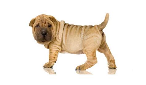 Shar Pei Dog Breed Skin Folds