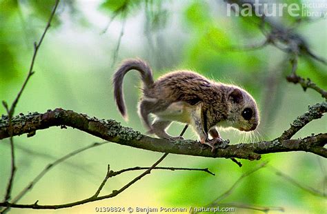 Stock Photo Of Siberian Flying Squirrel Pteromys Volans One Month