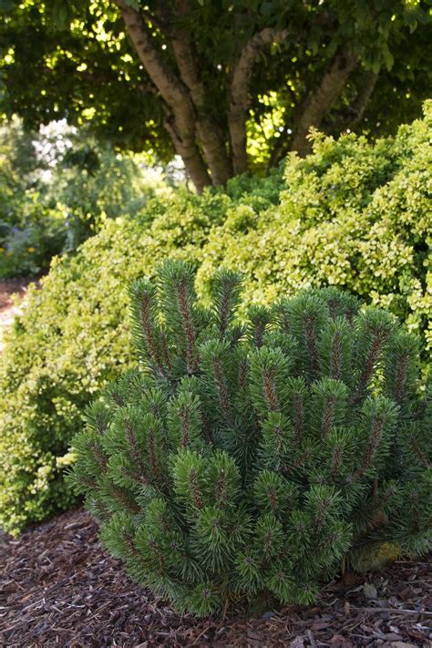 Evergreen shrubs maintain most of their green leaves throughout the growing season. 274 best Shrubs images on Pinterest