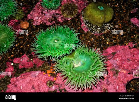Giant Green Anemone Anthopleura Xanthogrammica Captive Stock Photo