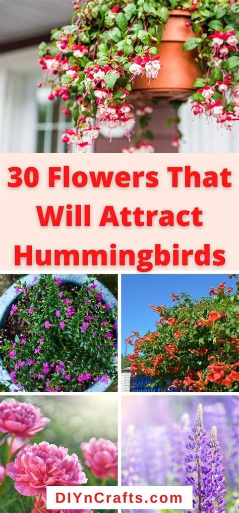 Maybe you would like to learn more about one of these? 30 Gorgeous Flowers That Attract Hummingbirds to Your ...