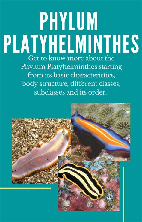 Phylum Platyhelminthes