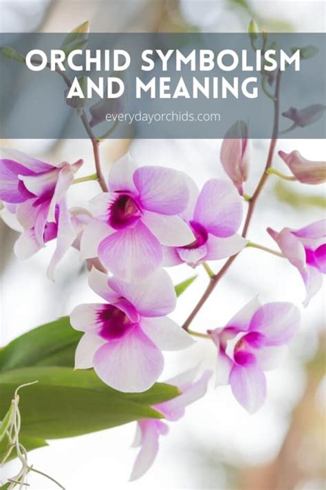 Symbolism And Meaning Of Orchids Everyday Orchids