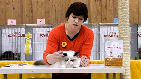 Tica Cat Show Milton Keynes 3 Youtube