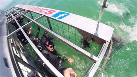 Cage Diving With Sharks Near Cape Town South Africa Youtube