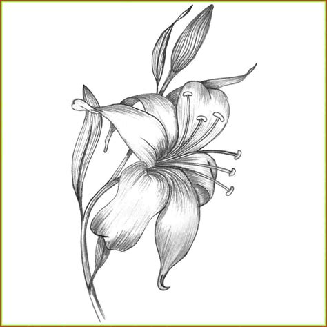 Calla Lily Pencil Drawing At Explore Collection Of