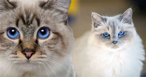 The Birman Cat Cat Breed Profile We Love Cats And Kittens
