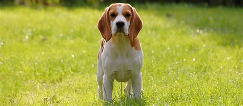 beagle dog breed information  overview  facts mypetzilla