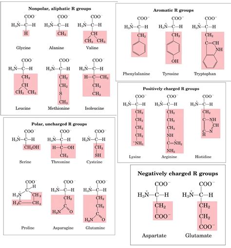Structure Of Amino Acids Pdf Chart Freeskill