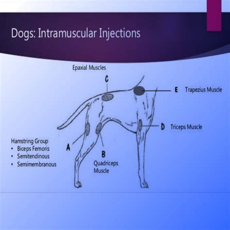 Intramuscular Injection Sites Dogs