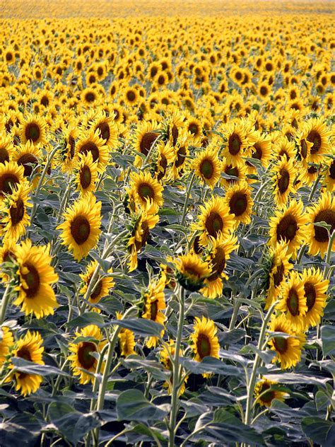 Free Stock Photo Of Sunflower Sunflower Field Sunflowers