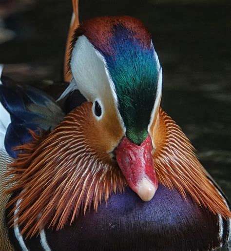 Closeup Of A Colorful Mandarin Duck Drake Feederwatch