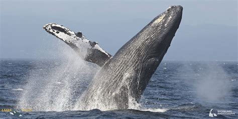 Nine Things We Love About Humpback Whales Eagle Wing Tours
