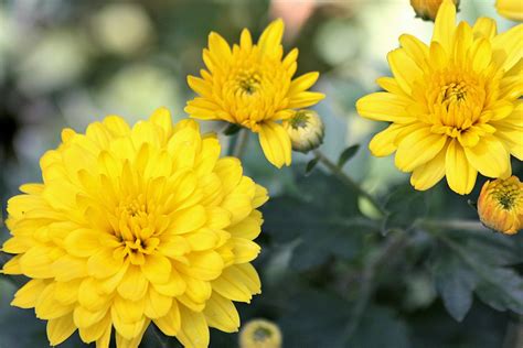 Yellow Chrysanthemums Free Stock Photo Public Domain Pictures
