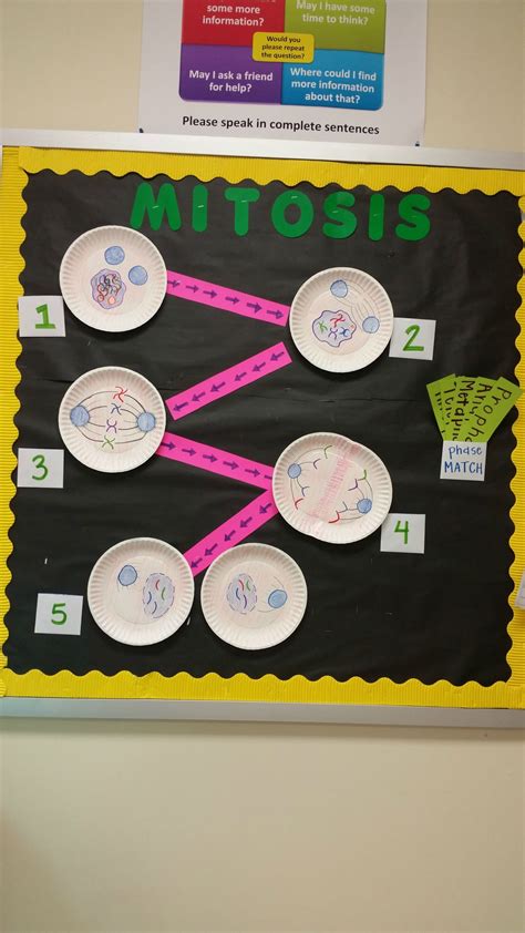 Mitosis Activity For Hot Sex Picture
