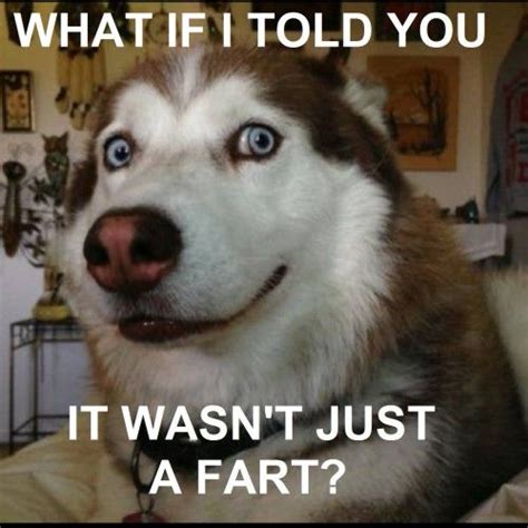 Funny Dog Memes Husky With Images Funny Dogs Funny