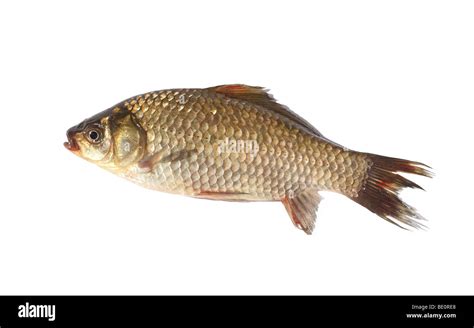 Crucian Carp Fish On White Background Stock Photo Alamy