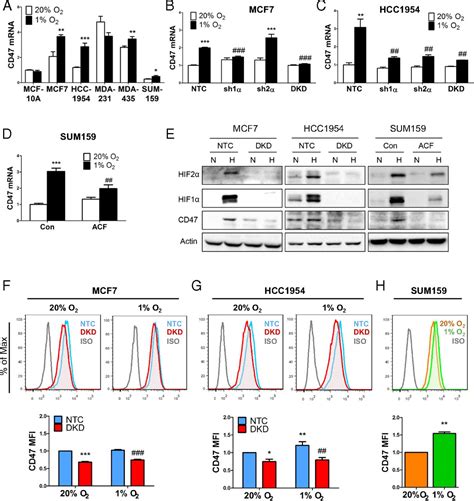 Hif Regulates Cd Expression In Breast Cancer Cells To Promote Evasion Of Phagocytosis And