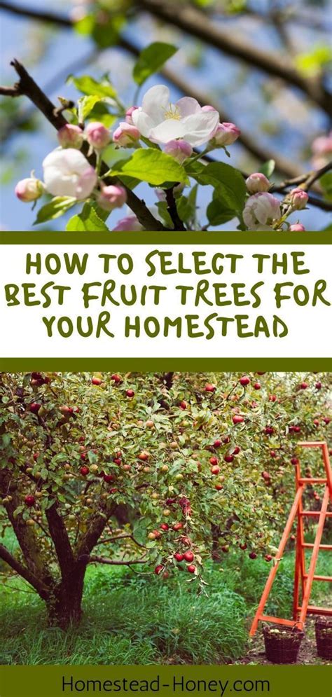 Selecting Fruit Trees For Your Homestead Homestead Honey Growing