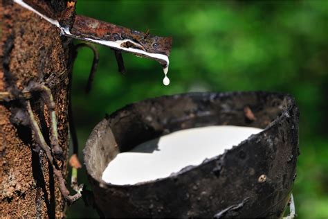 Matéria Prima Da Borracha